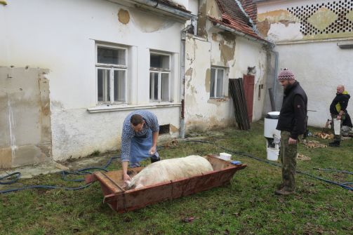 zabijačka